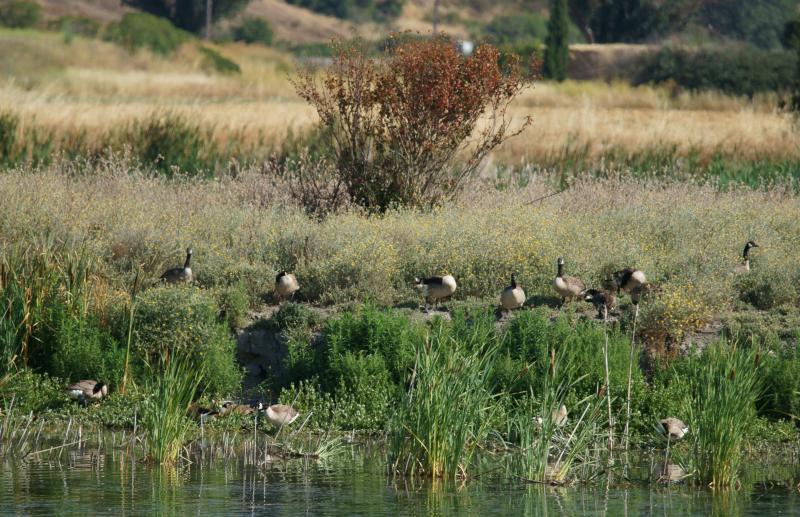 randomCanada Goose