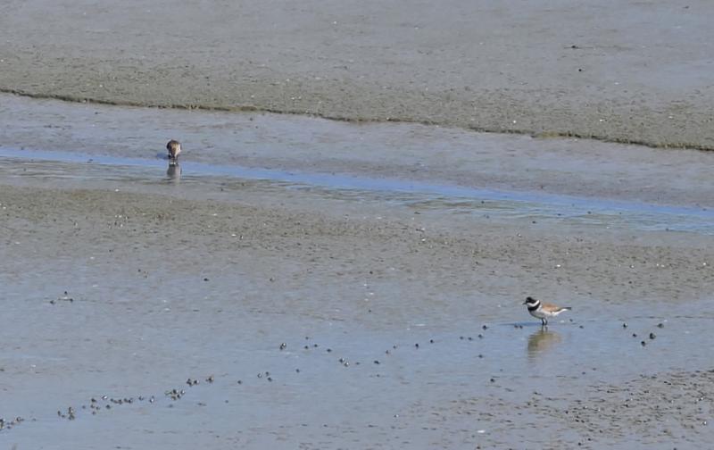 randomSemipalmated Plover