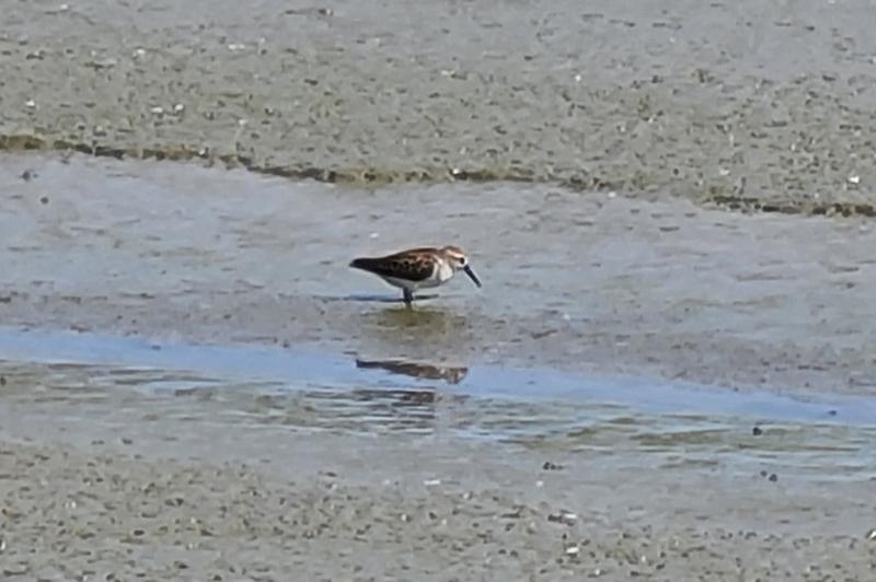 randomWestern Sandpiper