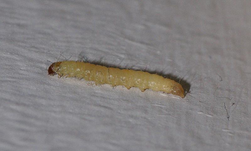 randomCaterpillar